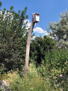 Robinienstangen Splintfrei geschliffen